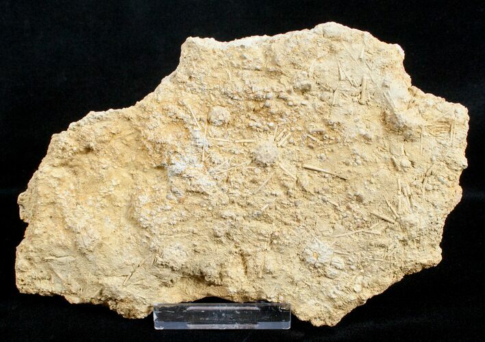 Fossil Sea Urchin (Acrosalenia) Plate (Acrosalenia) #3171